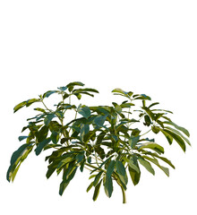 Obraz premium Heptapleurum heptaphyllum tree, front view, cutout, transparent, isolate, Lush green tropical plant with vibrant leaves, perfect for design projects