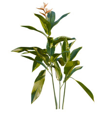 Fototapeta premium Heliconia metallica tree, front view, cutout, transparent, isolate, Vibrant tropical Heliconia plant with delicate orange bloom adds exotic beauty