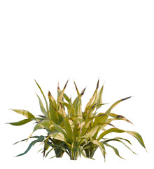 Rohdea japonica variegata tree, front view, cutout, transparent, isolate, Lush variegated foliage brings vibrant natural beauty to any design project