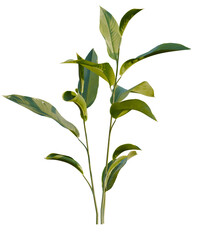 Heliconia metallica tree, front view, cutout, transparent, isolate, Vibrant green tropical plant with lush leaves, perfect for nature scenes