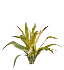 Rohdea japonica variegata tree, front view, cutout, transparent, isolate, Vibrant green foliage plant with variegated leaves, perfect for modern decor