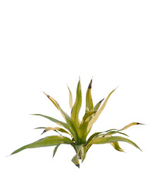 Rohdea japonica variegata tree, front view, cutout, transparent, isolate, Vibrant variegated plant with striking green and yellow striped leaves
