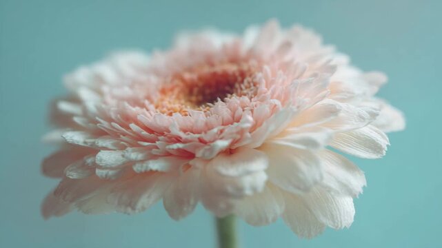 pink gerber daisy