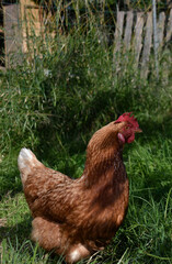 Free-range Rhode Island Red hen walking on farm field