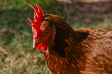 Close-up portrait of Rhode Island Red hen with shallow depth of field