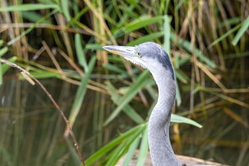 great blue heron