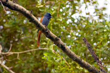 African paradise flycatcher (Terpsiphone viridis), female sitting on a branch in dense bush.
