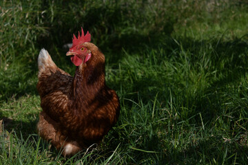 Rhode Island Red hen walking on grass and looking at camera