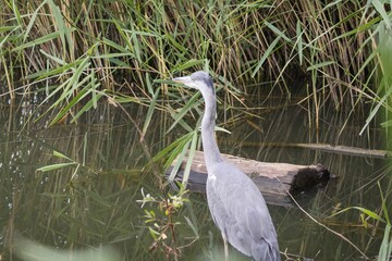 great blue heron