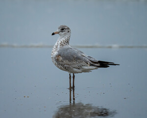Ring Billed Gull on a Florida Beach