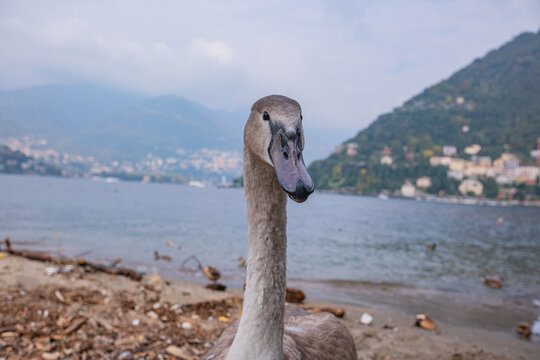 A young, but already quite large, swan still in gray plumage. A close-up portrait of a not-fully-grown cygnet against the backdrop of Lake Como in Italy