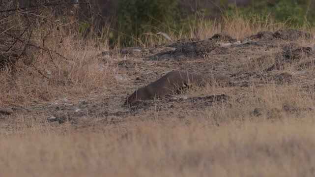 Indian Grey Mongoose in the dry grasslands of Bhigwan, Maharashtra, India