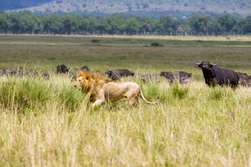 A large male lion (Panthera leo) walks away from a herd of buffalo. A typical sight in the Masai Mara savannah.