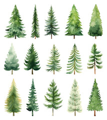 PNG Watercolor evergreen tree illustrations, element set on transparent background
