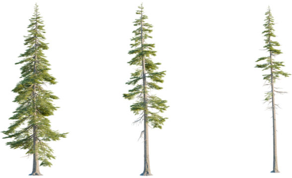 Abies concolor tree, font view, cutout, transparent, isolate, Three evergreen trees isolated for your design needs, nature and outdoors - Powered by Adobe