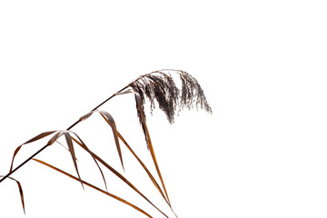 Pampas grass on a white background. Close-up.
