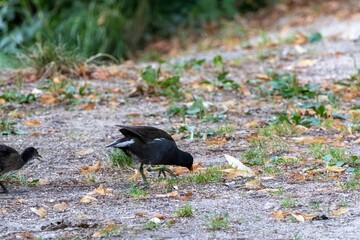 blackbird on the ground