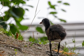 baby birds in the grass