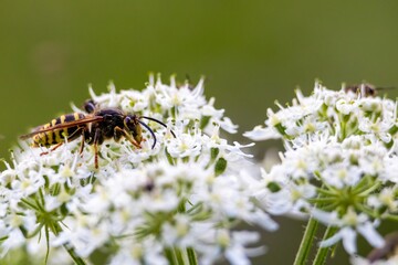 bee on a flower
