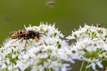 bee on a flower