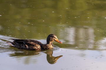 duck on the water