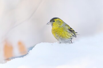Eurasian siskin sits on the ground and looks for food. Carduelis spinus. song bird in the nature habitat. wildlife scene from nature.