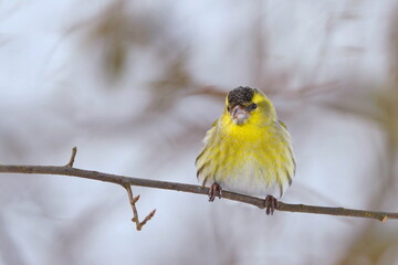Eurasian siskin sitting on the branch. Carduelis spinus. song bird in the nature habitat. wildlife scene from nature.