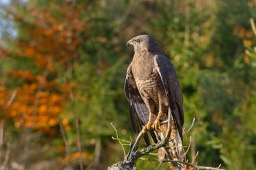 A common buzzard sits on a branch. Portrait of a common buzzard. Buteo buteo. 