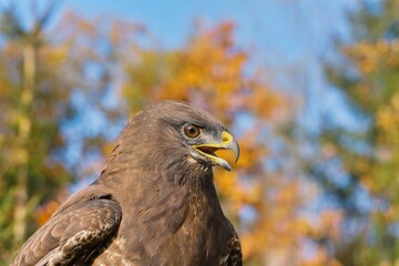 Closeup Portrait of a common buzzard. Buteo buteo. 