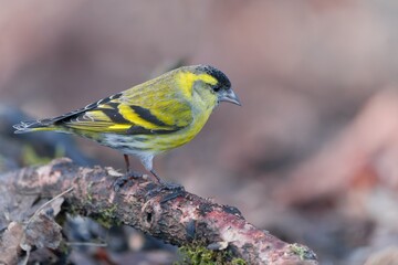 Eurasian siskin sitting on the branch. Carduelis spinus. song bird in the nature habitat. wildlife scene from nature.