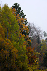Serene autumn treetops on hillside with diverse foliage