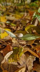 Macro photo of a milking bonnet mushroom among brown and yellow autumn leaves in Sofiyivka Park, Uman, Ukraine. Vertical mobile photo.