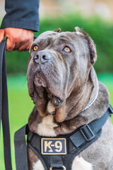 Focused Portrait of Vigilant K9 Guard Dog on Leash