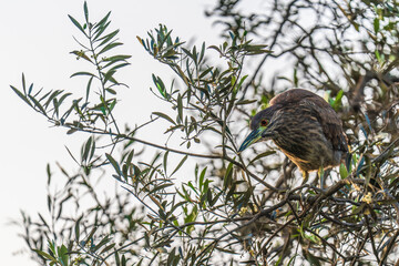 Title: Juvenile Striated Heron Nestled in Olive Foliage