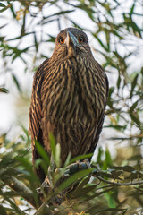 Alert Striated Heron Gazing from Willow Perch