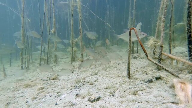 School of silver bream in the freshwater lake