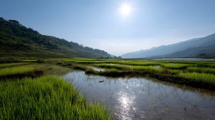 Fototapeta premium Vibrant green rice terraces with reflective water under a bright midday sun surrounded by rolling hills and mountains in a serene rural landscape