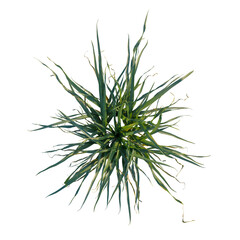 Allium siculum tree plan, top view, cutout, transparent, isolate, Vibrant green agave plant viewed from above, perfect for desert design