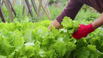Farmer's hands in red gloves carefully harvesting fresh green lettuce leaves from a lush garden bed, showcasing organic farming and the concept of locally grown food for a healthy diet - Powered by Adobe