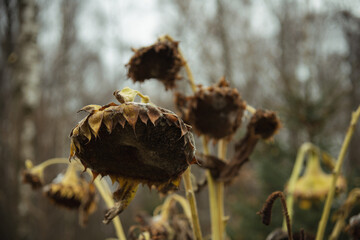 Sunflowers wilt in the fading light of autumn near a quiet forest