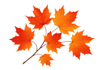 Fototapeta premium Maple leaves changing colors on a branch, featuring bright orange and red hues representing autumn season, with a transparent background