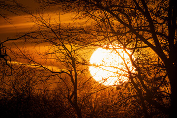 Sunset behind silhouetted tree branches