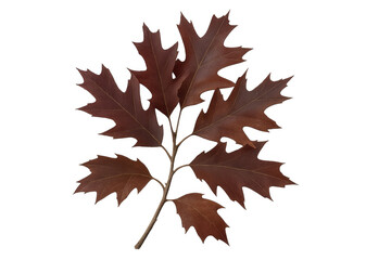 Obraz premium Oak twig displaying seasonal changes with multiple leaves in warm brown and red tones, isolated on a transparent background