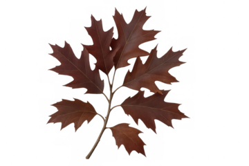 Oak twig displaying seasonal changes with multiple leaves in warm brown and red tones, isolated on a transparent background