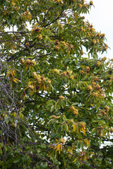En oto&ntilde;o, los casta&ntilde;os se transforman en un espect&aacute;culo dorado y ofrecen uno de los frutos m&aacute;s emblem&aacute;ticos de la estaci&oacute;n la casta&ntilde;a con una c&aacute;scara espinosa llamada erizo