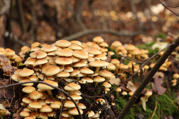 Honey agaric, close-up. Poisonous or inedible mushrooms in the forest in autumn. A cluster of wild...