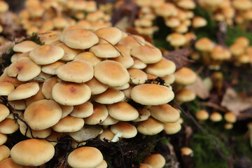 Honey agaric, close-up. Poisonous or inedible mushrooms in the forest in autumn. A cluster of wild...