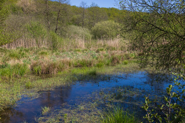 A view of a small pond or water area within a wetland, surrounded by a dense growth of reeds, sedges, and shrubs in lush spring or summer colors
