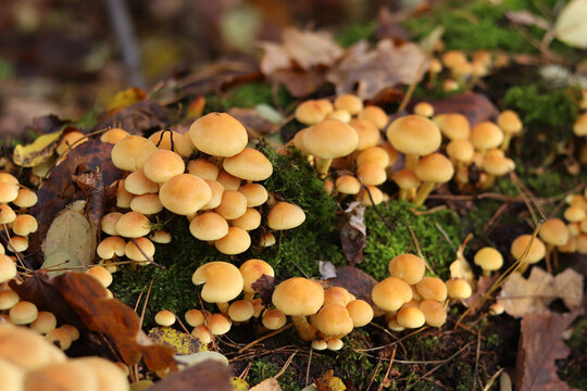 Honey agaric, close-up. Poisonous or inedible mushrooms in the forest in autumn. A cluster of wild mushrooms growing among moss on a fallen tree trunk. Nature. Mushrooms with selective focus - Powered by Adobe