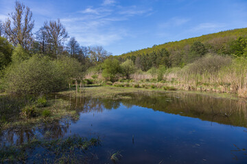 A peaceful spring landscape depicting a shallow pond or wetland pool with dark blue water